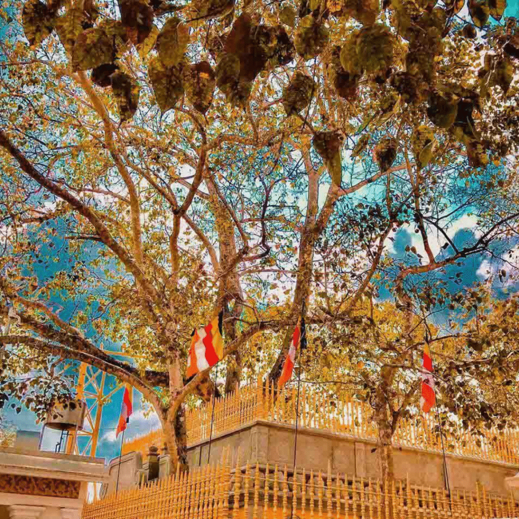 Sri Maha Bodhiya