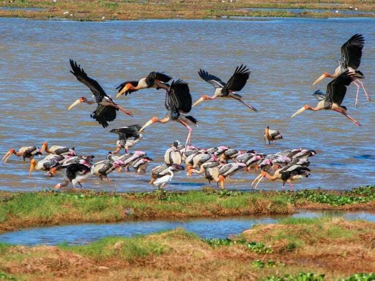 1_kumana-private-3-hour-kumana-national-park-safari